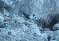 Bridled Tern, photo © Joseph DiCostanzo
